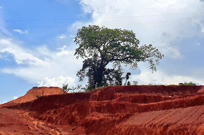 THE ANCESTRAL TREE IN THE WAY OF MPIGI – BUSEGE EXPRESS HIGHWAY.
