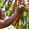 Uganda’s Coffee Revival: New Bill Brews Hope for Farmers