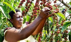 Uganda’s Coffee Revival: New Bill Brews Hope for Farmers